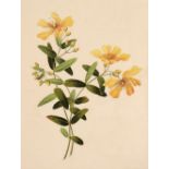 * Company School. Two botanical watercolours, circa 1800-20,