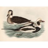 * Selby (John Prideaux). Nine etchings of Ducks, 1819 - 1834