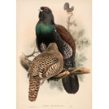 * Gould (John & Richter H. C.). A collection of five lithographs, circa 1850