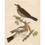 * Nozeman, (Cornelius). Five engravings of Birds, 1779 - 1820