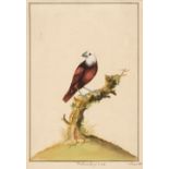 * Hayes (William, 1735-1802). Malacca Gross beak, 1778