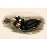 * Gould (J. & Richter H. C.). Eight lithographs of Birds, 1832- 1873