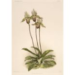 * Orchids. Mansell (Joseph), Twelve plates from 'Reichenbachia', H. Sotheran & Co. 1888