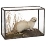 * Taxidermy. An Otter by Rowland Ward