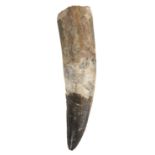 * Spinosaurus Tooth.