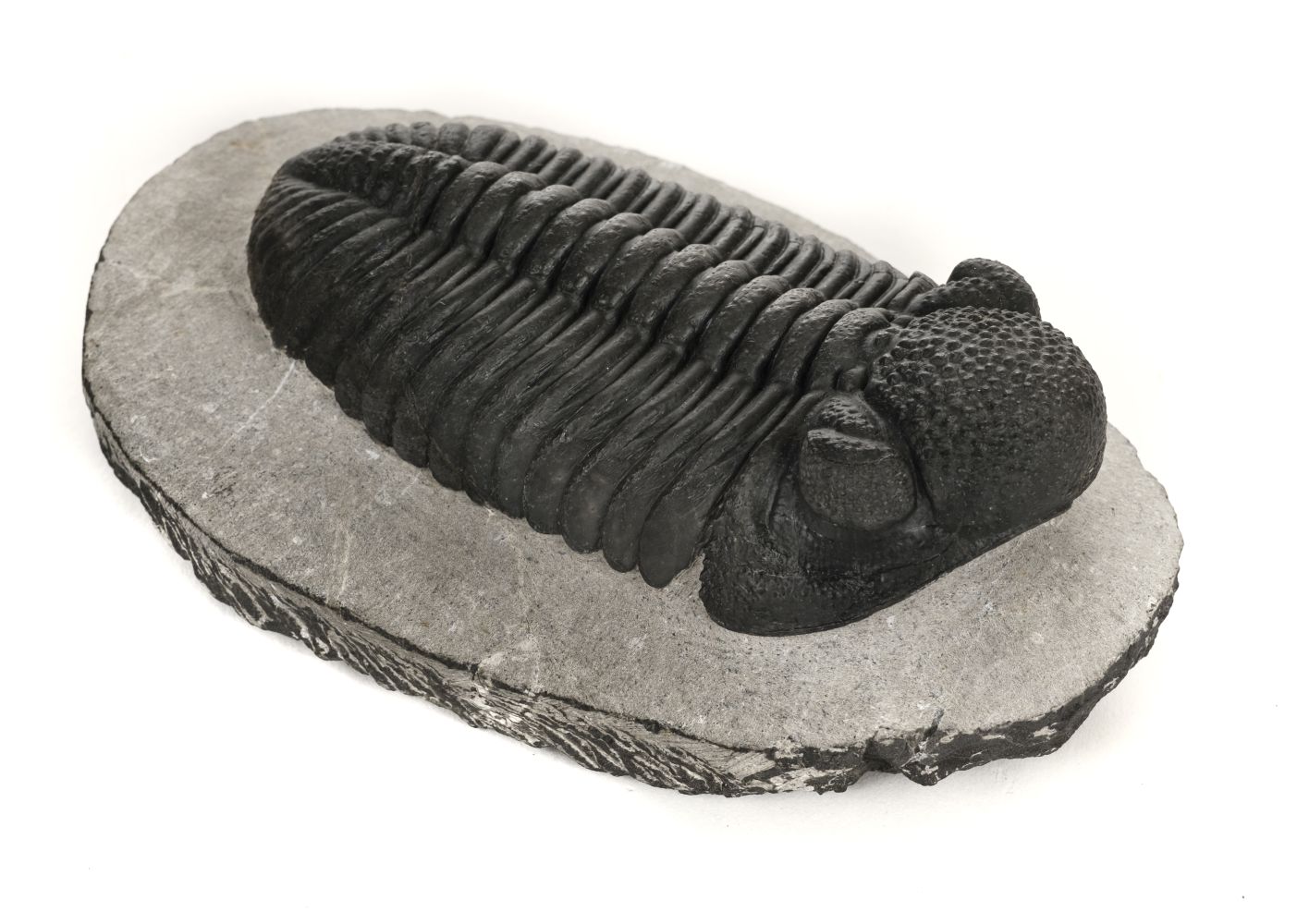 * Drotops Megalomanicus. A large trilobite from the Devonian Period, Morocco