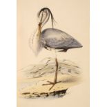 Meyer (Henry Leonard). Coloured Illustrations of British Birds, 7 volumes, 1853-57