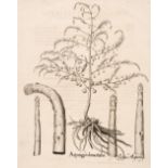 Besler (Basilius). Asparagus domesticus & Flammula recta, Nuremburg, circa 1613