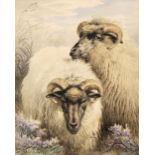 Cooper (Thomas George). Study of two Sheep, 1881