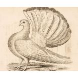 Moore (John). A Treatise on Domestic Pigeons, 1765