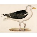 Selby (John Prideaux). A collection of 21 engravings of Sea Birds, 1818 - 23