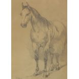 W.H. JAMES (19TH CENTURY) A study of a horse