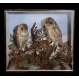 PAIR OF LATE 19TH CENTURY TAXIDERMY TAWNY OWLS