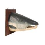 LATE 19TH CENTURY TAXIDERMY CAST PAINTED SALMON HEAD