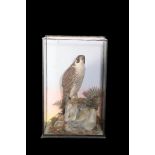 LATE 19TH CENTURY TAXIDERMY FALCON