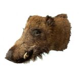 EUROPEAN WILD BOAR (SUS SCROFA) TAXIDERMY NECK MOUNT