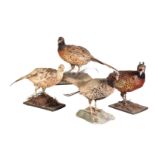 FOUR TAXIDERMY PHEASANTS