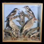 LATE 19TH CENTURY TAXIDERMY BIRD GROUP