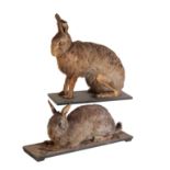 TWO LATE 19TH CENTURY TAXIDERMY HARES