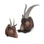 TWO LATE 19TH CENTURY TAXIDERMY MOUNTAIN GOATS' HEADS