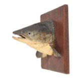 LATE 19TH CENTURY TAXIDERMY CAST PAINTED SALMON HEAD