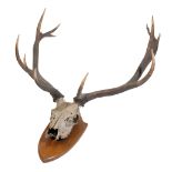 LATE 19TH CENTURY RED STAG ANTLERS