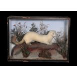 LATE 19TH CENTURY TAXIDERMY WHITE STOAT