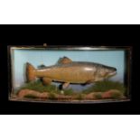 J.COOPER & SONS OF LONDON TAXIDERMY BROWN TROUT