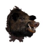 A PRESERVED AND MOUNTED WILD BOAR'S HEAD,