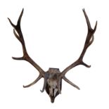 A PAIR OF EUROPEAN RED DEER ANTLERS,