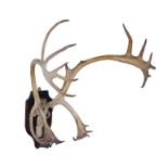 A PAIR OF CARIBOU ANTLERS,