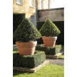A PAIR OF SUBSTANTIAL TERRACOTTA GARDEN URNS, CONTAINING BOX TREES,