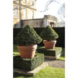 A PAIR OF SUBSTANTIAL TERRACOTTA GARDEN URNS, CONTAINING BOX TREES,