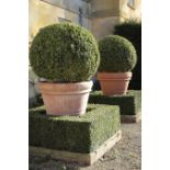 A PAIR OF SUBSTANTIAL TERRACOTTA GARDEN URNS, CONTAINING BOX TREES,