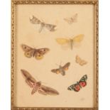 C.E. FULLER (19th/20th Century) A Lepidoptera study