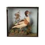 TAXIDERMY: A DUCK