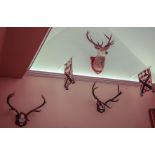 A SET OF FIVE RED STAG ANTLER MOUNTS