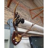 A PAIR OF ANTLERS, MOUNTED ON AN HARDWOOD SHIELD
