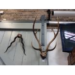 A PAIR OF ANTLERS