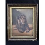 AN OIL ON BOARD STUDY OF A LION