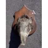 TAXIDERMY: A BOAR'S HEAD MOUNTED ON A SHIELD