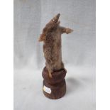 TAXIDERMY: A MOLE