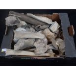A COLLECTION OF BONES, FOSSILS