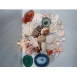 A COLLECTION OF SEASHELLS, MINERAL SPECIMENS