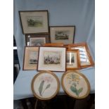 A PAIR OF 19TH CENTURY BOTANICAL PRINTS IN GILT FRAMES