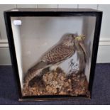 A TAXIDERMY SPARROW HAWK WITH PREY