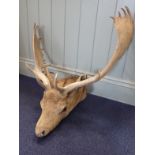 A MOUNTED MOOSE HEAD