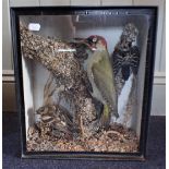 A TAXIDERMY GREEN WOODPECKER