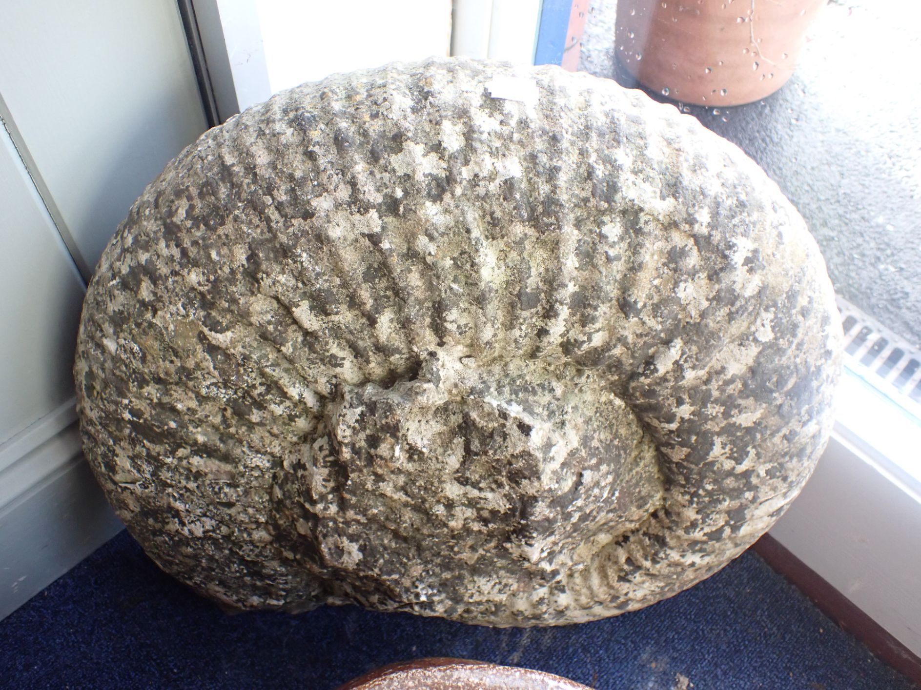 A LARGE AMMONITE