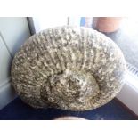 A LARGE AMMONITE